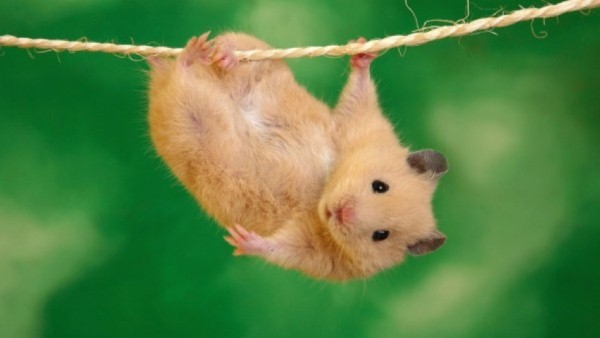 những hình ảnh chuột hamster dễ thương